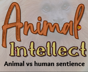 Animal Intellect – Deerfield Beach High School